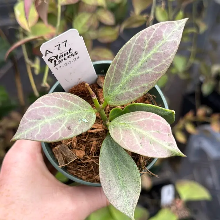 A77 Hoya Obscura Silver 3 Inch