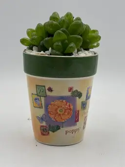 Mini Succulent Planter With INSECTS & Succulent