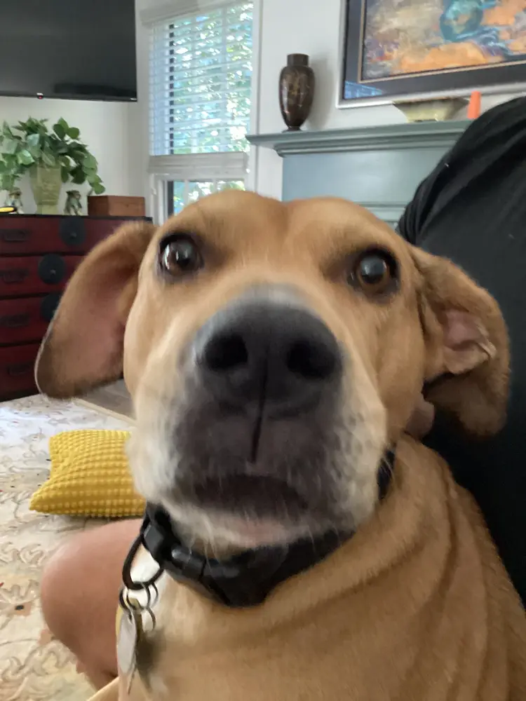 Holidays Are Coming!  Need A Few More Dishes?  