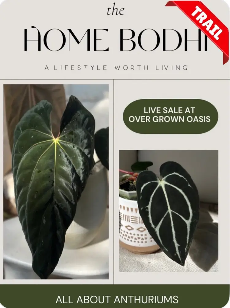 Ovo Trail: Join Us For A Fun Time! 