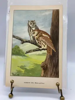 Barn Owl and Screech Owl Print, 8" x 5.25"