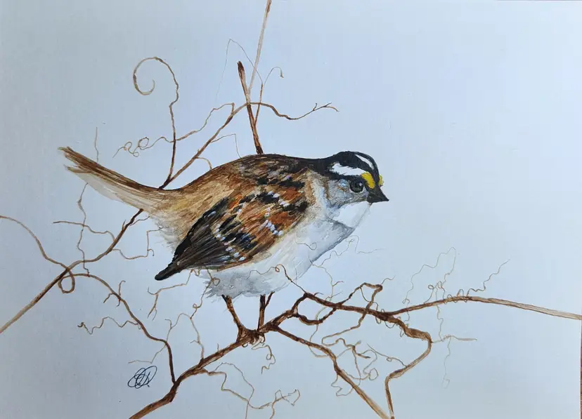 White Throated Sparrow Original Watercolor Painting Signed By The Artist 5x7