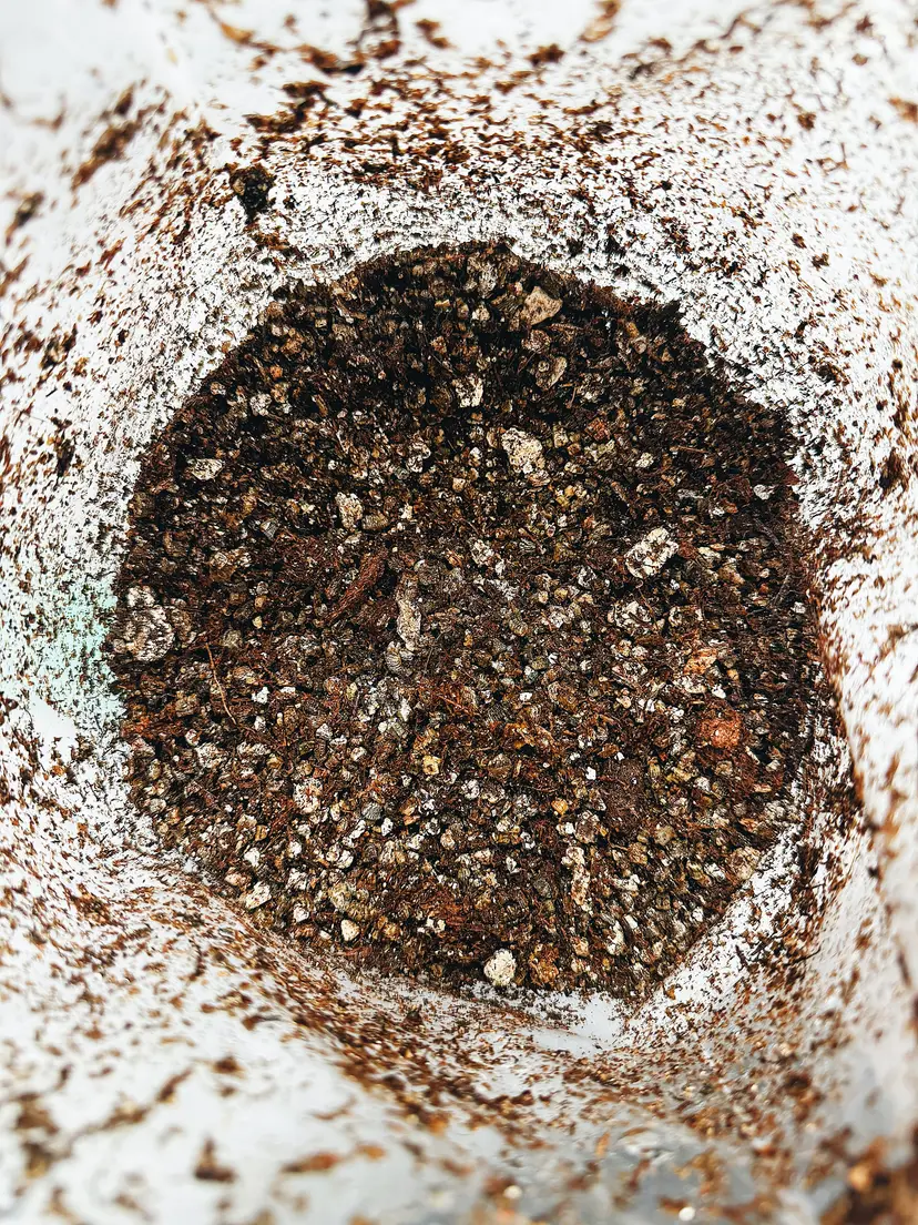 Pinguicula (Butterwort) Soil Substrate Mix