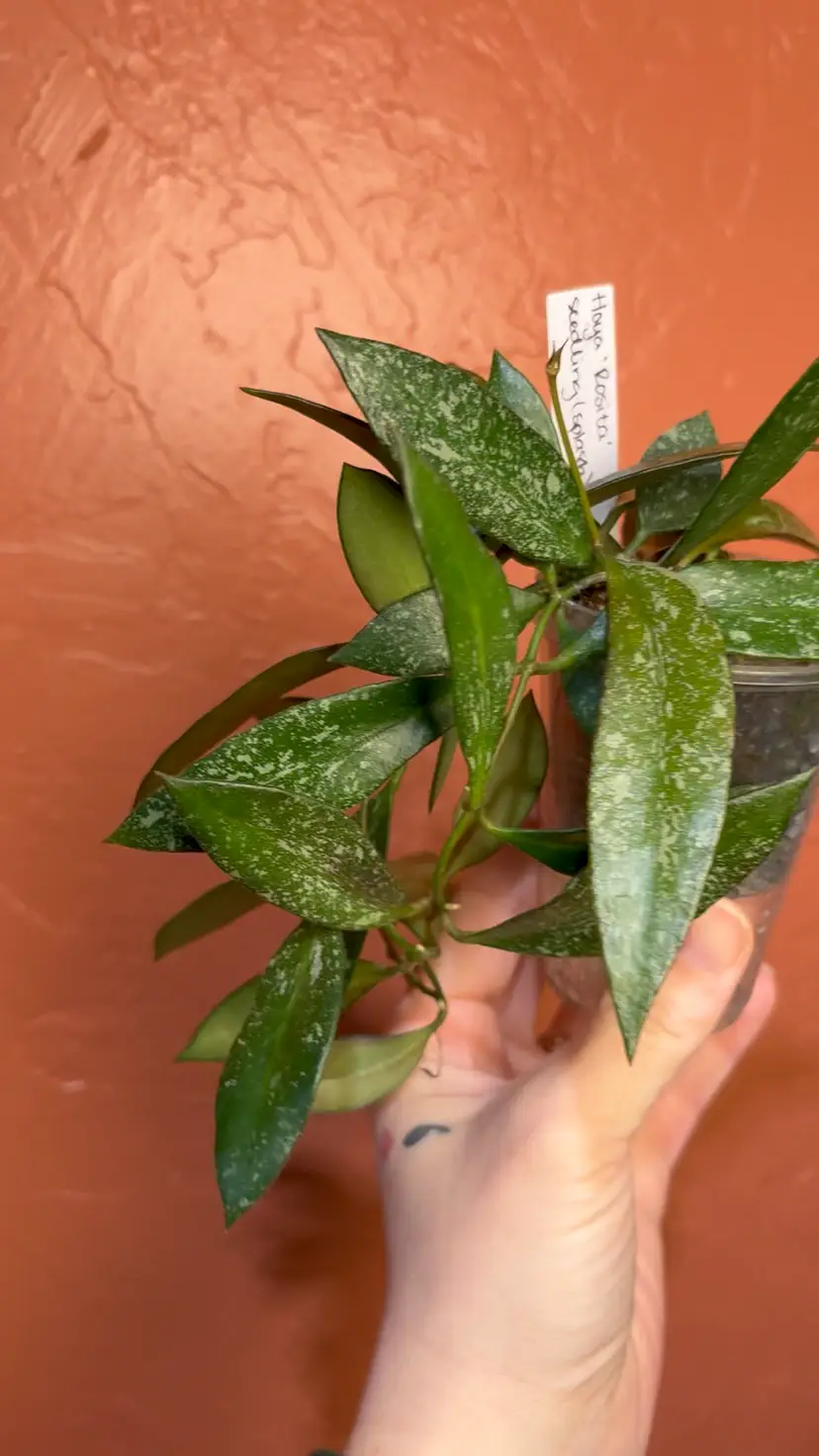 Hoya Rosita seedling (splash)
