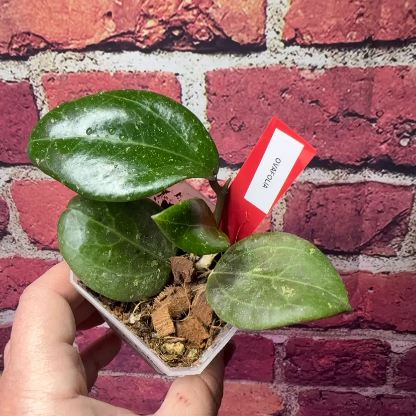 Hoya ovafolia