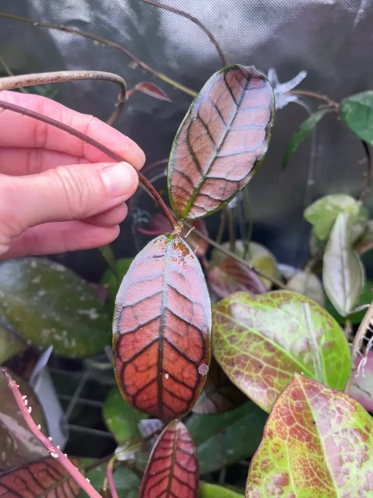 #01 - Mystery Classics Rooted Hoya Box!