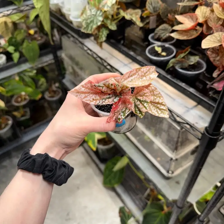 Begonia Snowcapped Variegated