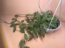 H. Lacunosa Cianjur Silver Splash