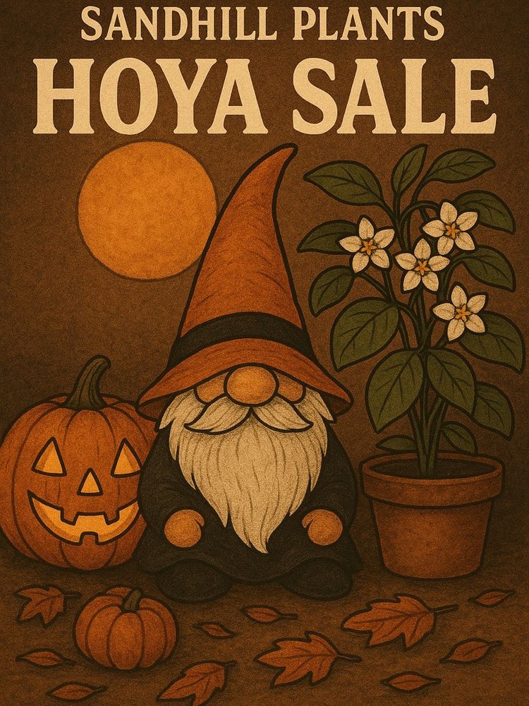 Hoya Live 