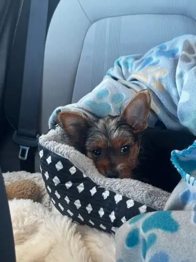 We Are Back! Come Meet Rubie!