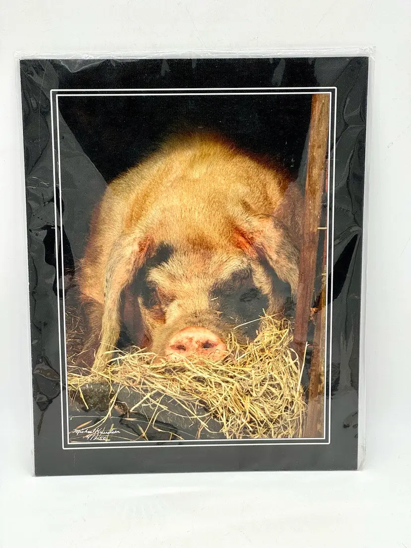 Print Photo Pig Piglet Canvas “Hardly At Work” Signed By Artist Numbered 4/250 - 14”H x 11”W Authentication On Back