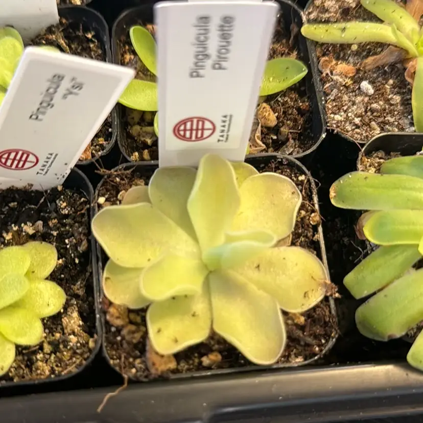 Pinguicula Pirouette