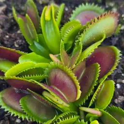 Dionaea muscipula 'Brutal Shark'
