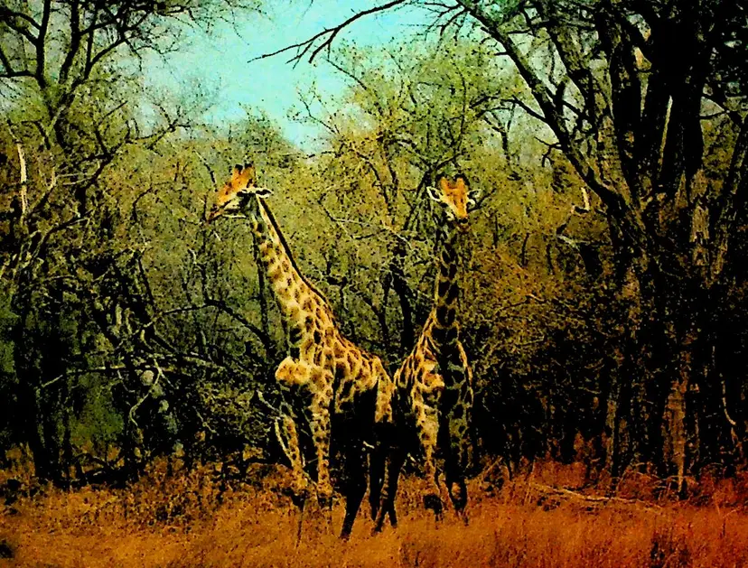 Giraffe Hwange Zimbabwe Unused Postcard