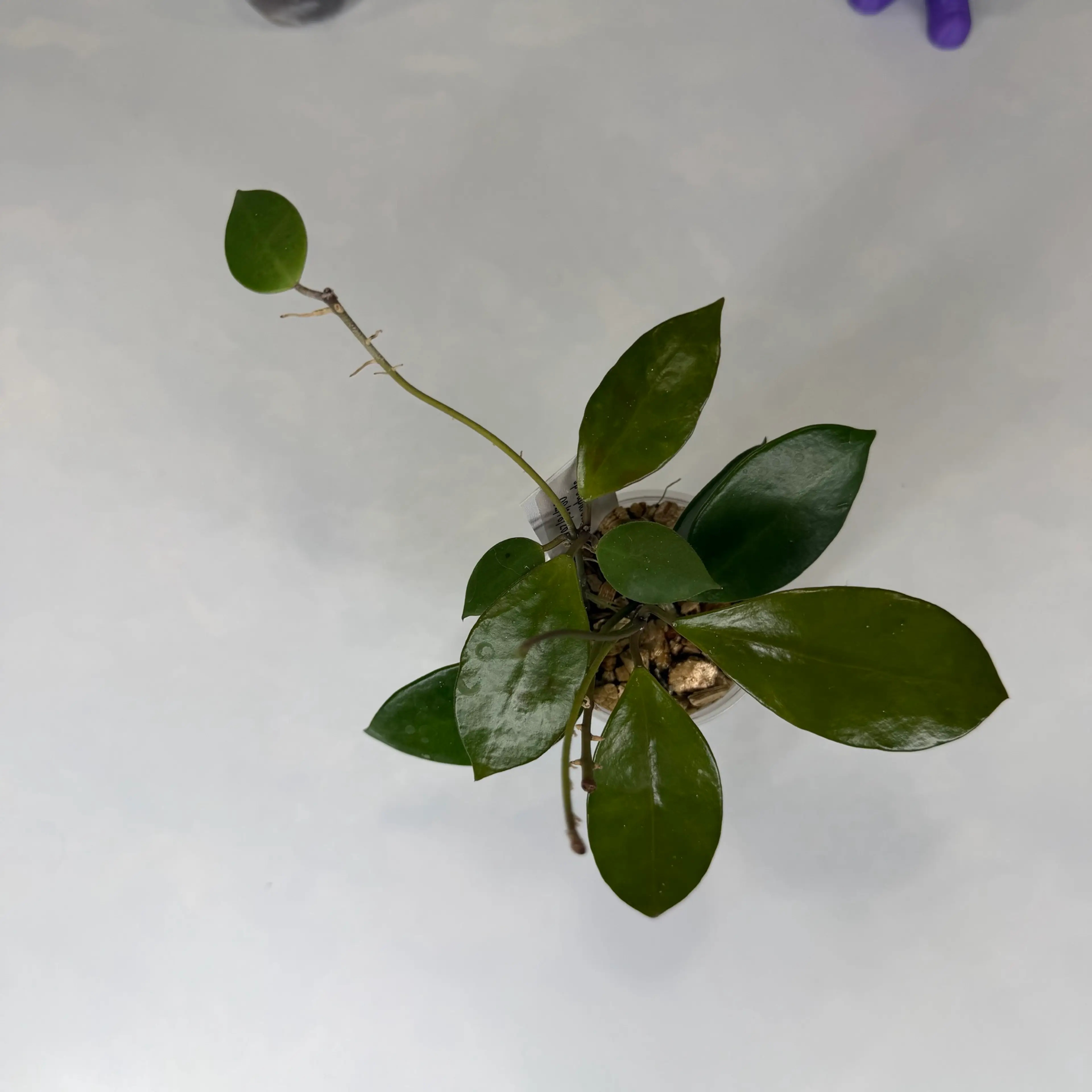 Image 2 of 2