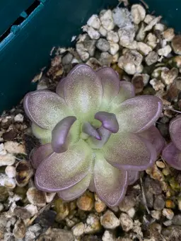 P. moranensis (Chichicastenango, Guatemala)