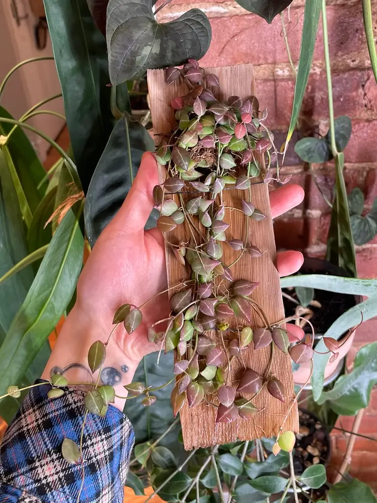 Mounted dischidia ovata one stripe