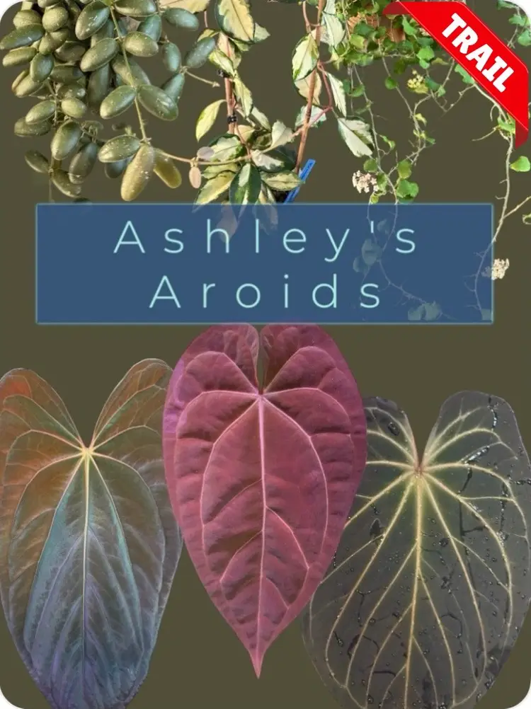 Anthurium seedlings 🌱 