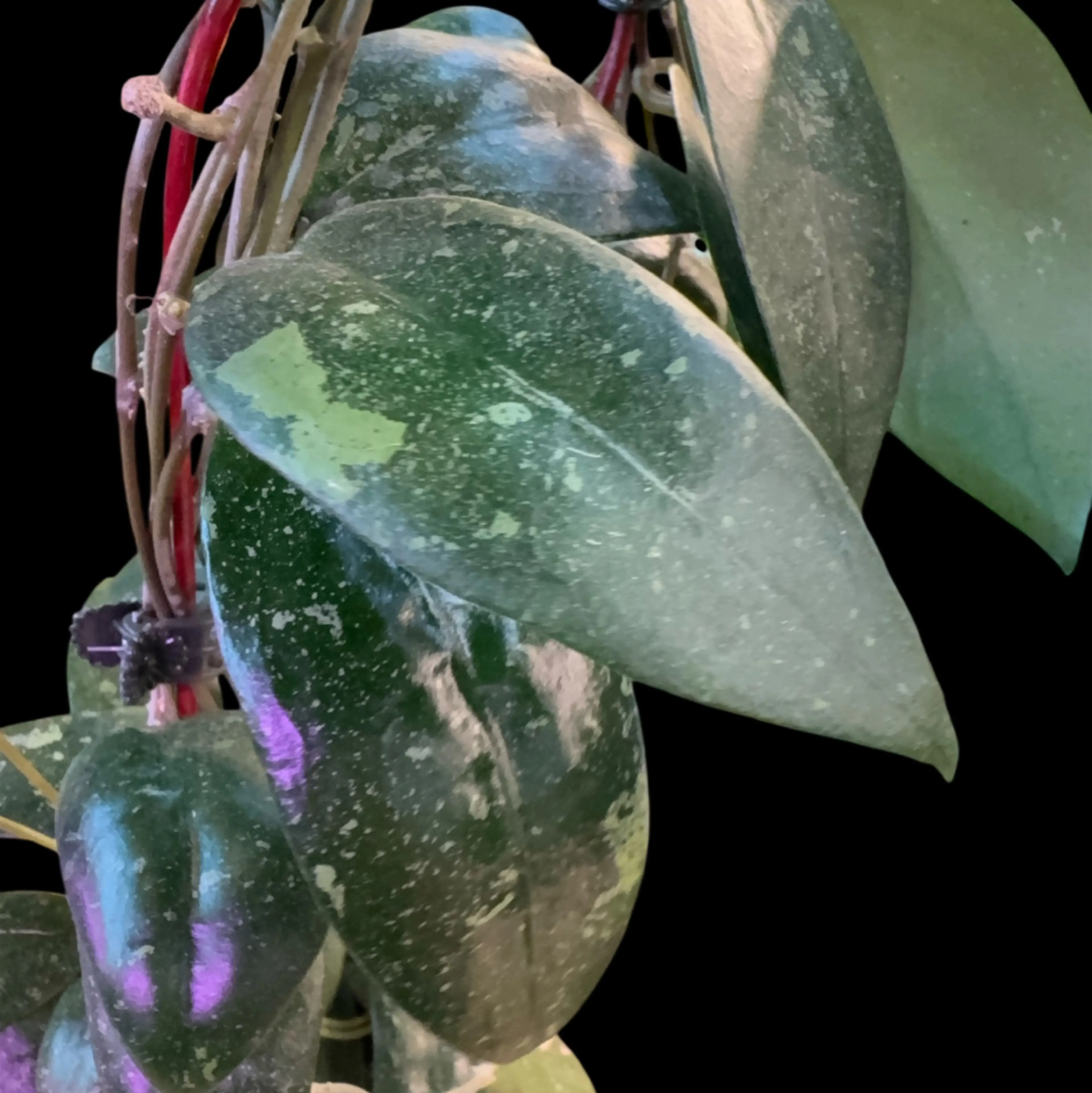 Image 2 of 2