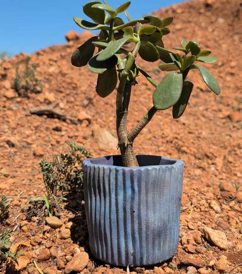 4" Galaxy Concrete Turtleneck Planter