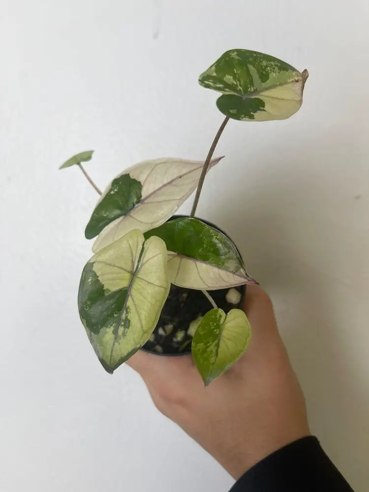 Alocasia Yucatán princess 3”