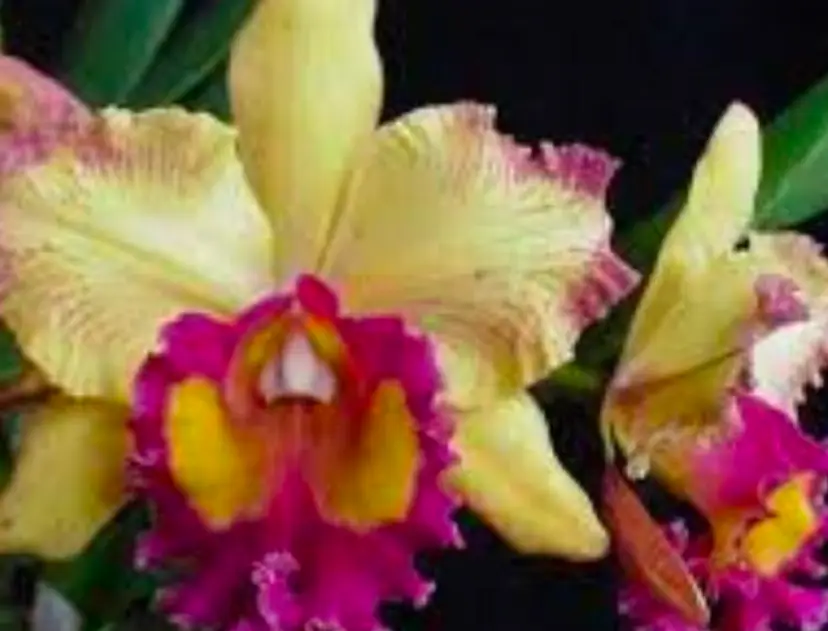 Orchid Starfire 'Times Square' 3" pot 2 yr plug