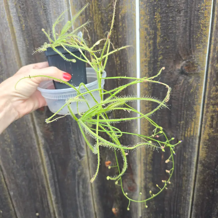 SEEDS- Drosera finlaysoniana (annual)