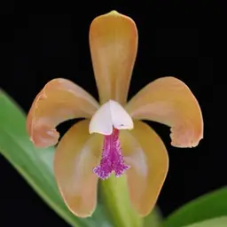 Cattleya porphyroglossa