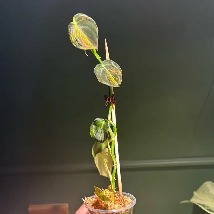 Orange Melano From TC