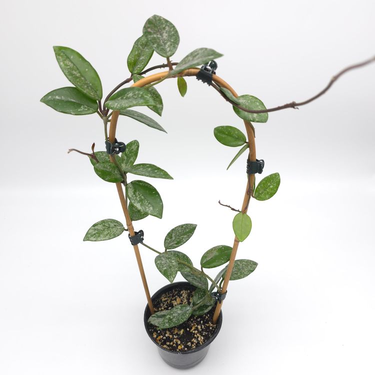 Hoya carnosa 'Wilber Graves' (China) 4 inch pot 815