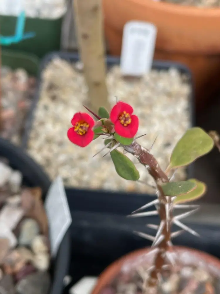 Euphorbia Guillemetii Hybrid