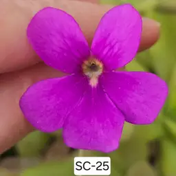 SC-25 Pinguicula gigantea "Red Salmon" x moranensis (Chichicastenago)