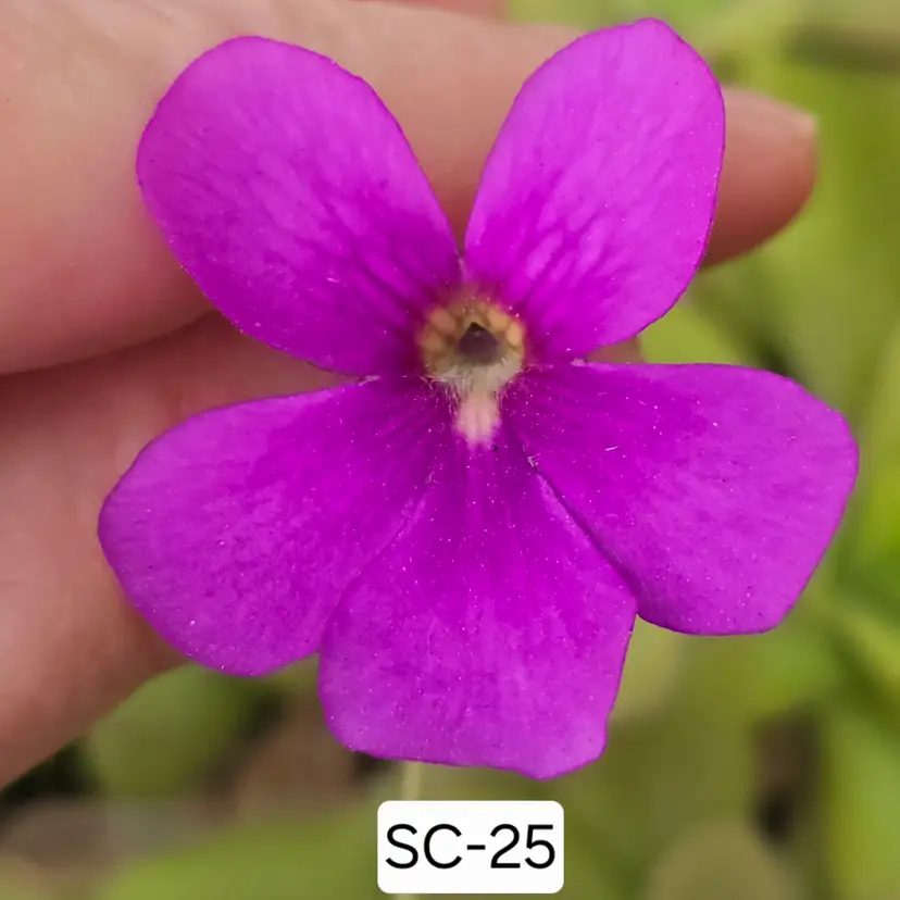 SC-25 Pinguicula gigantea "Red Salmon" x moranensis (Chichicastenago)