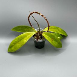 Hoya peach Bellini