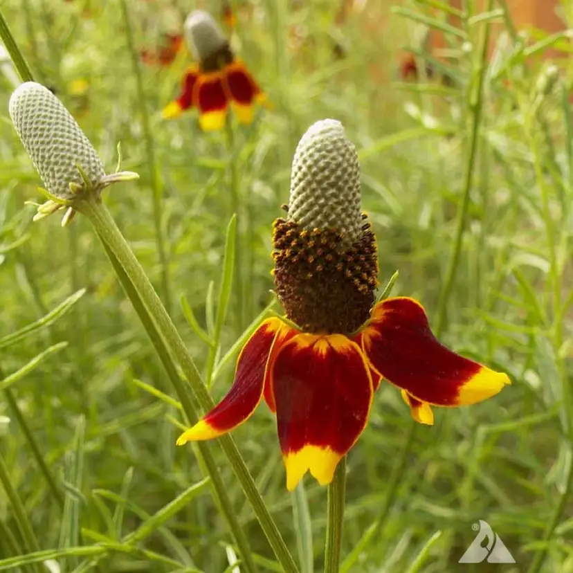 Mexican Hat flower seeds