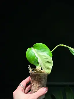 Monstera ‘White Lava’