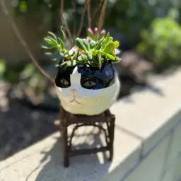 Nori’s Cool Cats Of Cali Succulent Planter