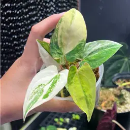 5276 Var Pap X RVDP SUPER SLECT