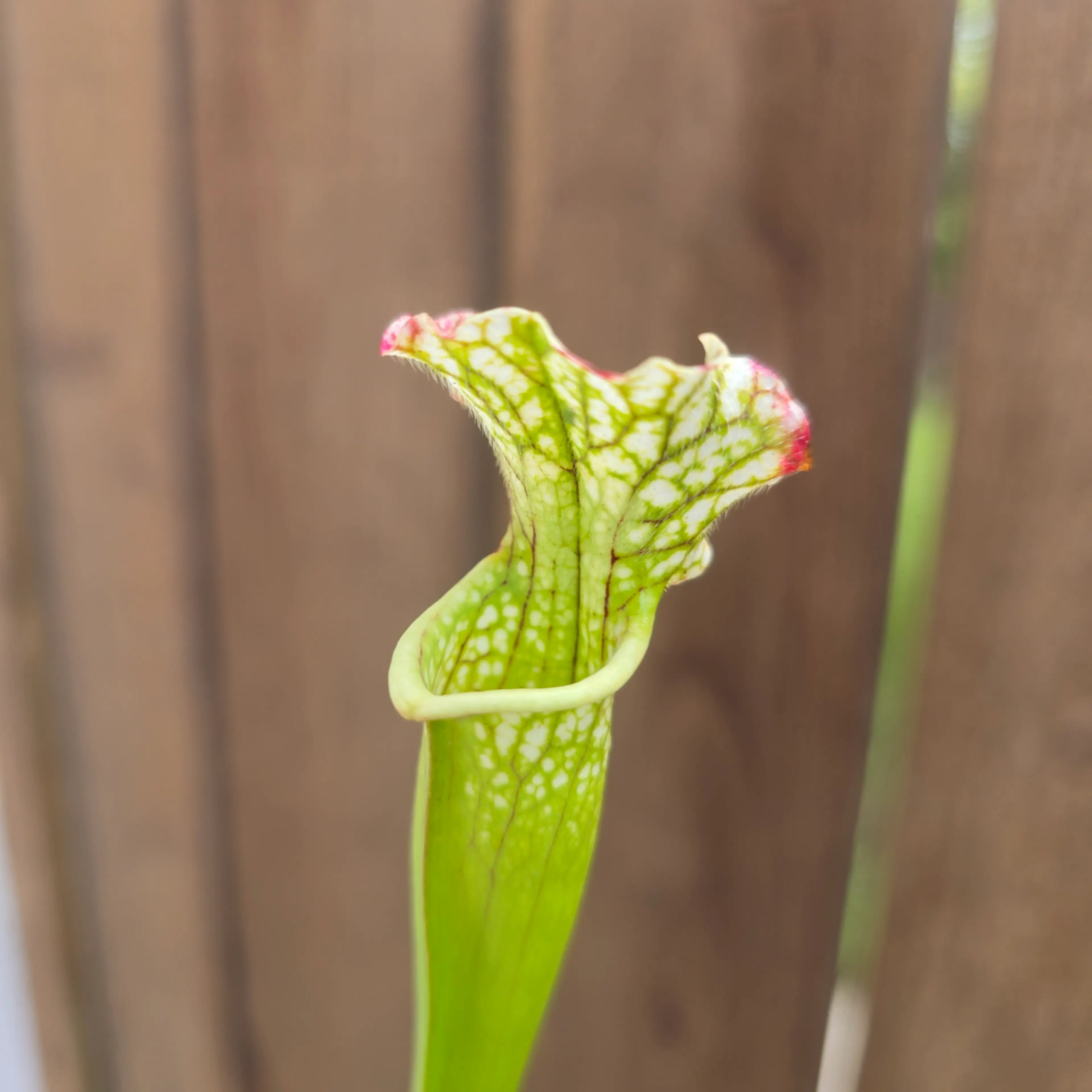 Image 3 of 6