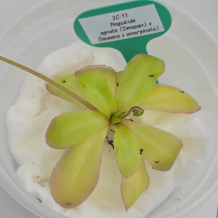 SC-11 Pinguicula agnata (Zimapan) x (laueana x emarginata)