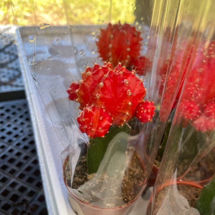 07 Gymn Red Sale