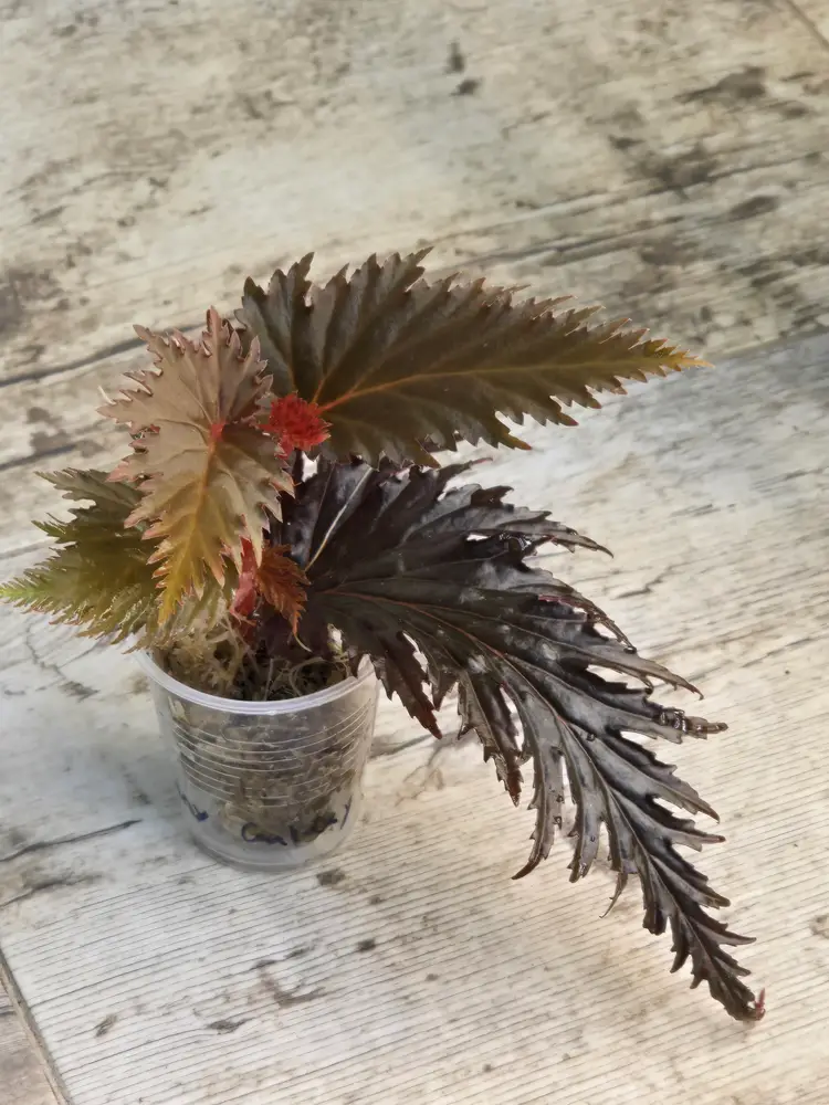 Begonia SP Miri (Growers Choice)