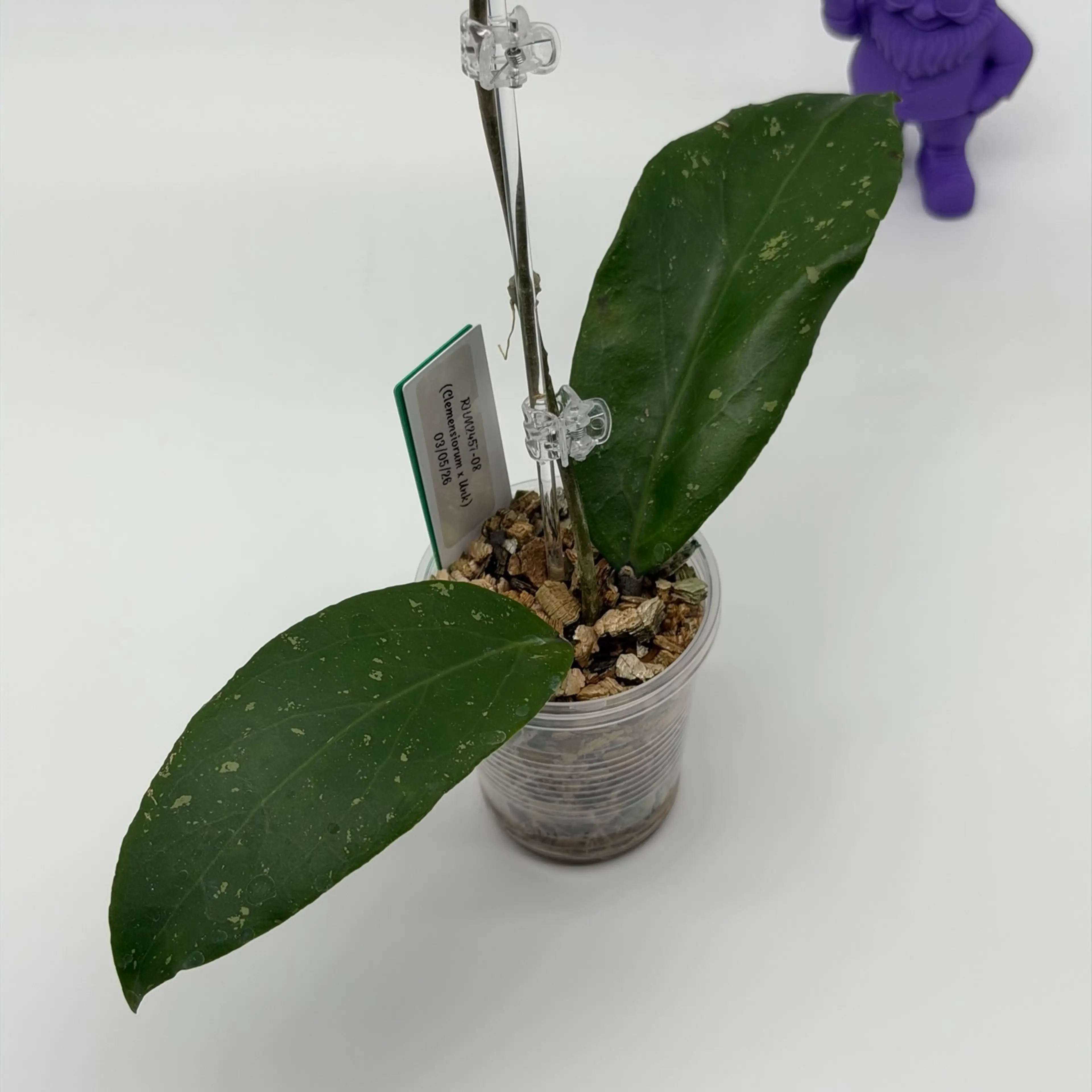 Image 4 of 7