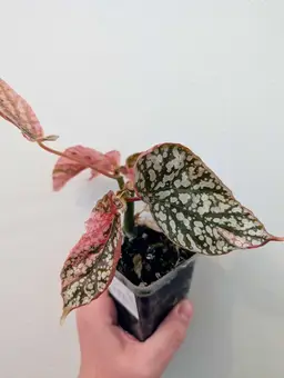 #03 - Begonia Snow Capped variegated