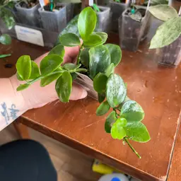 Hoya biakensis