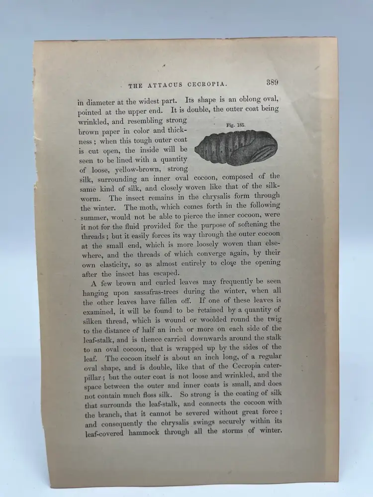 390 - Original Woodblock Print Book Page, 1862, Insects