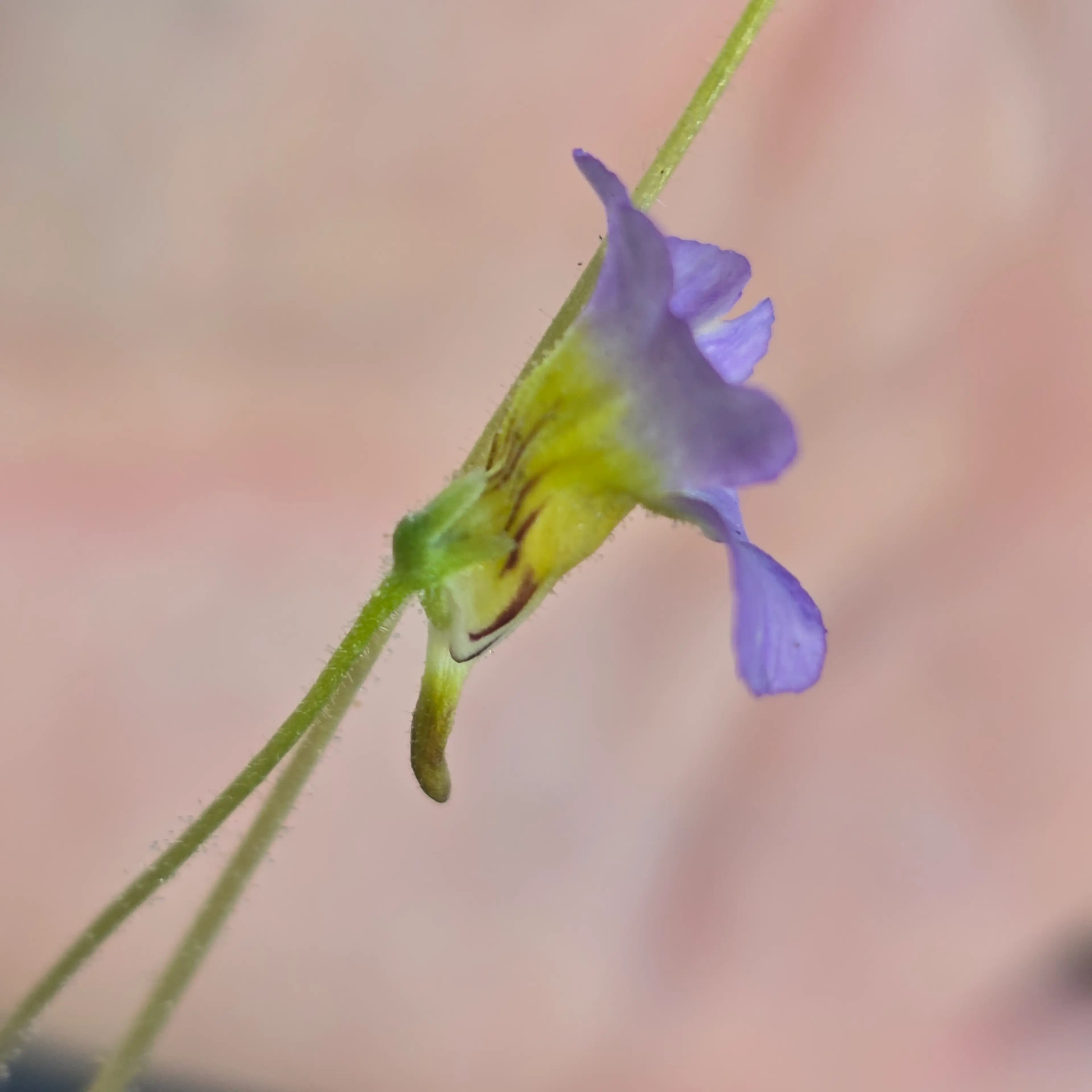 Image 4 of 6