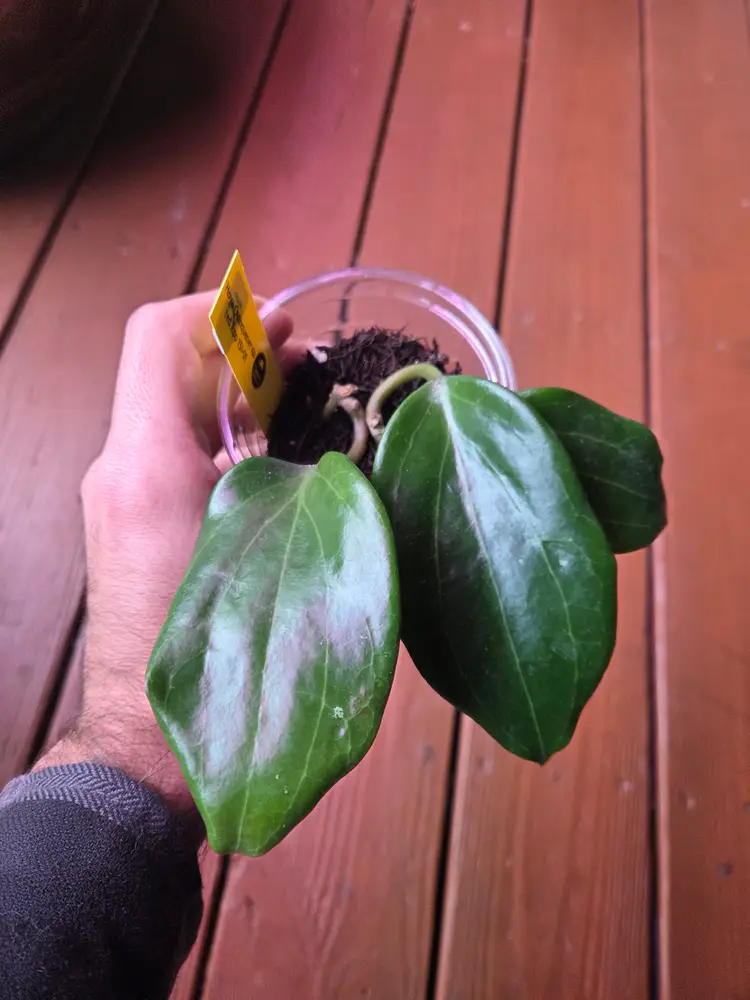 Hoya quinquenervia red rpp 131-01 (Growers choice)