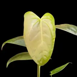 Anthurium Indo Port x Dark Phoenix