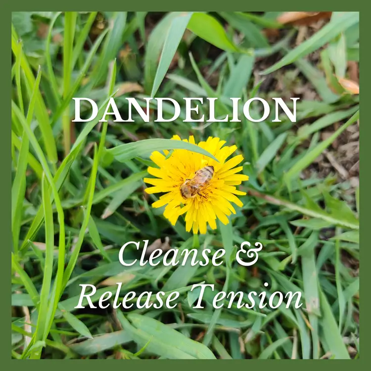 LET IT GO ~ Stress & Tension Flower Essence Trio set.